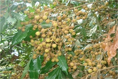 Dimocarpus longan